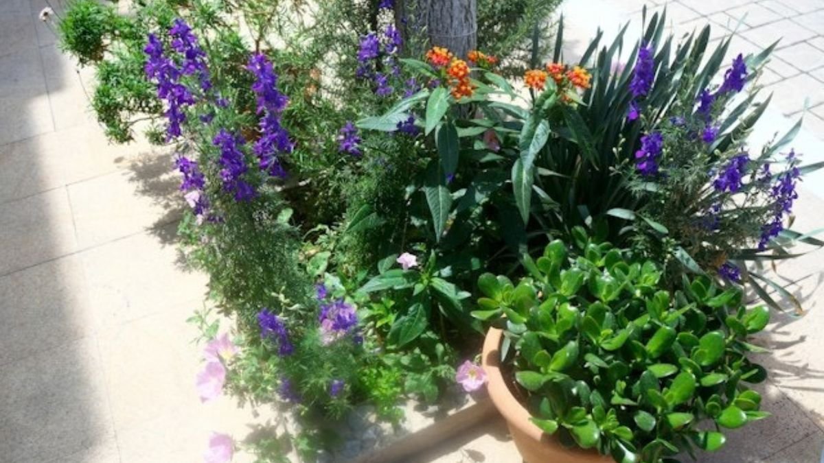 Several herbs growing in separate pots in the sun, a simple way of growing herbs in containers