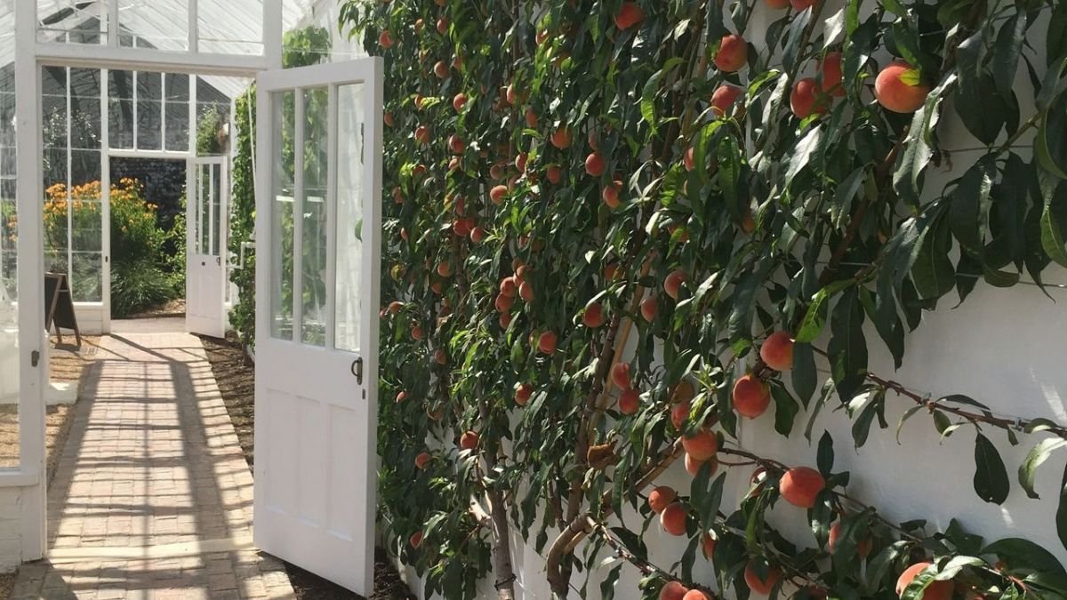 Espalier fruit tree trained flat against a garden wall to save space