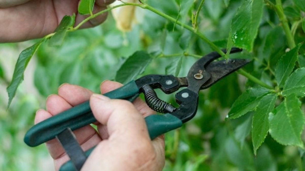 Harvesting fresh herbs from a plant