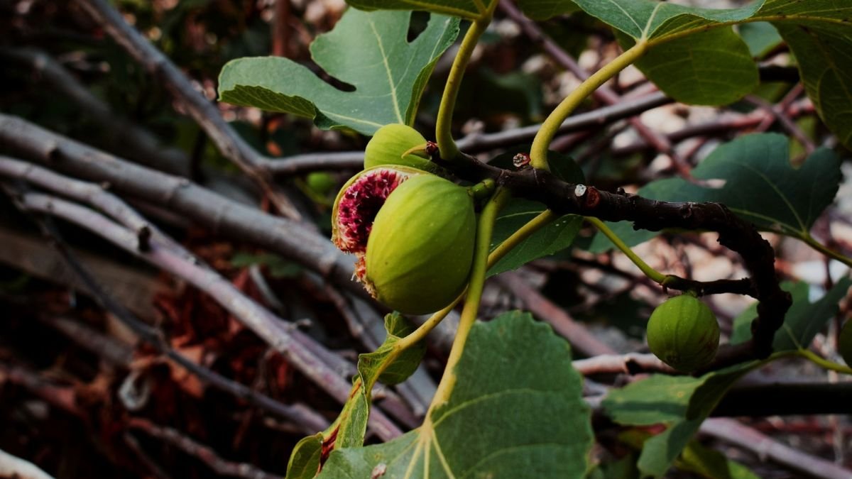 Fig tree branch with ripe figs, one of the easiest fruit trees to grow