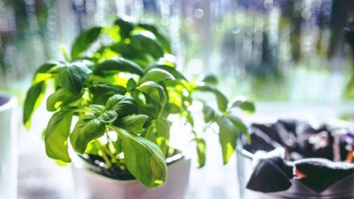 Basil and parsley growing in pots, moisture-loving herbs that need regular watering