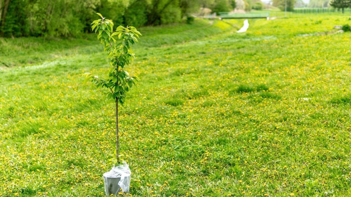 Young fruit tree sapling ready to be planted in a garden