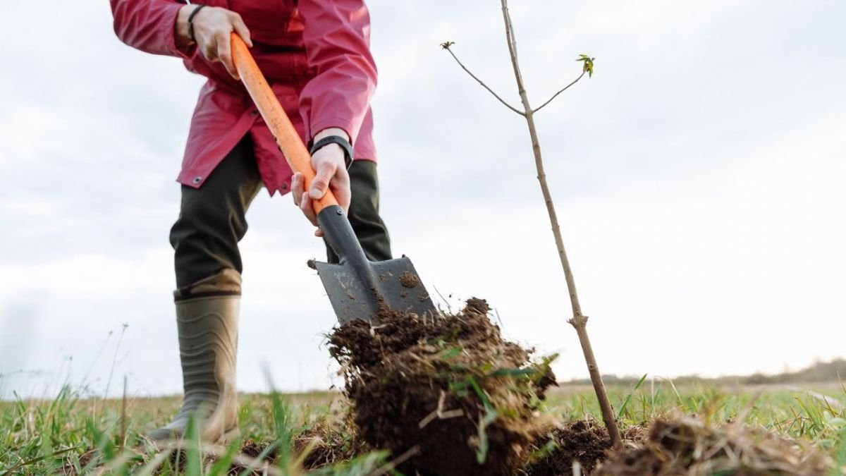 Planting a fruit tree by digging a wide planting hole with a shovel