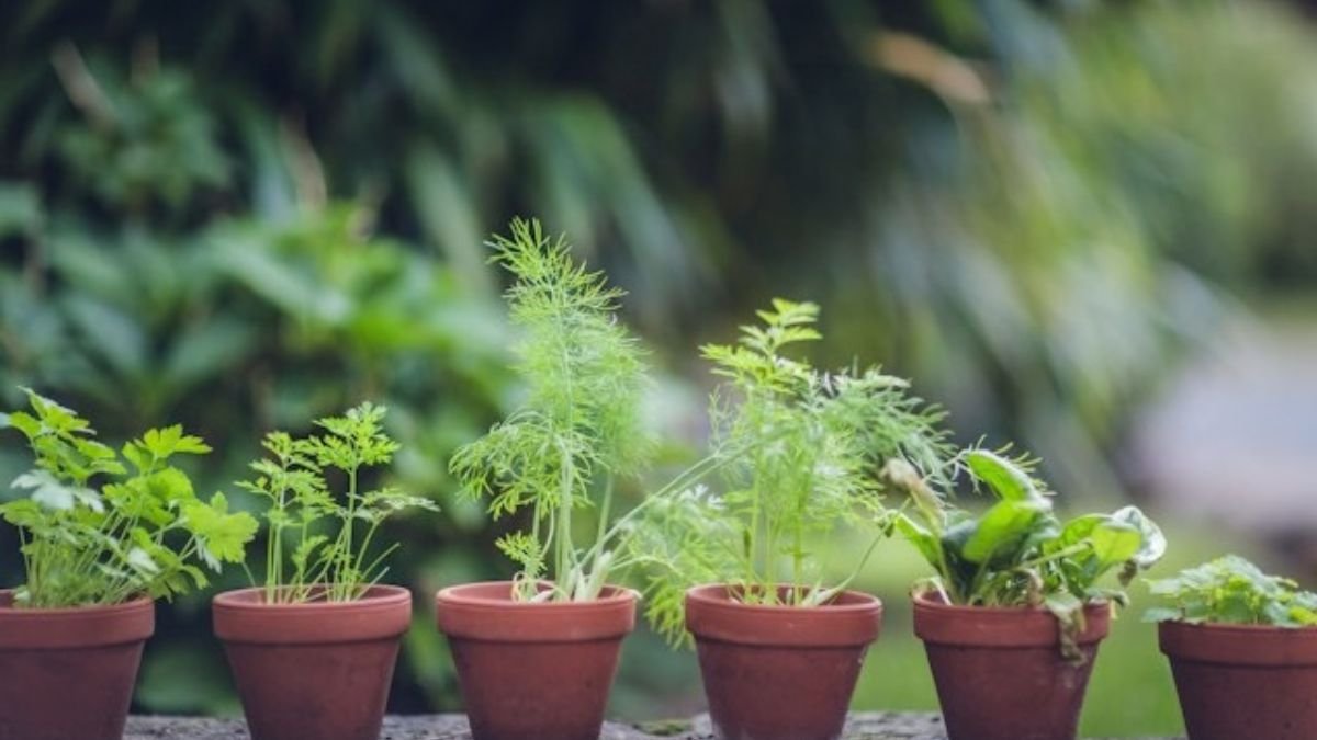 Terracotta pots for growing herbs