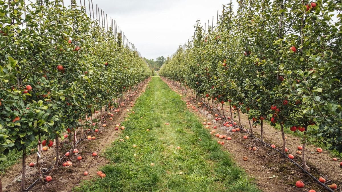 Orchard rows of fruit trees planted with even spacing between each tree