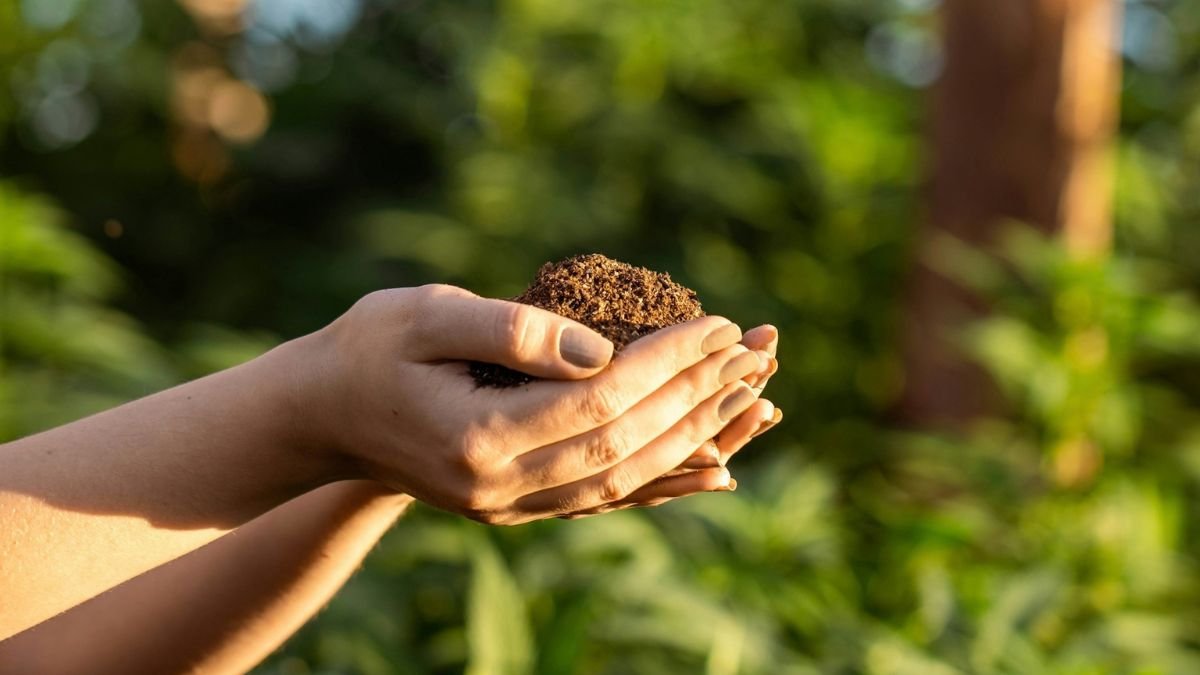 Hands holding rich garden soil and compost for planting fruit trees