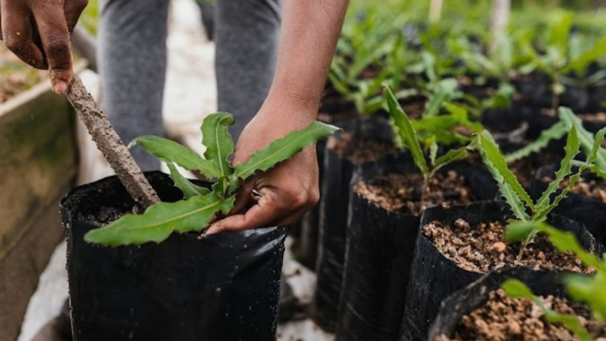 Planting a young herb plant into a pot