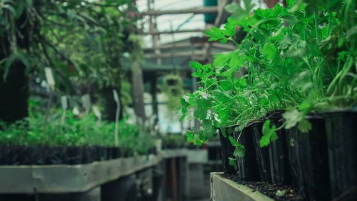 Herb seedlings growing in small pots