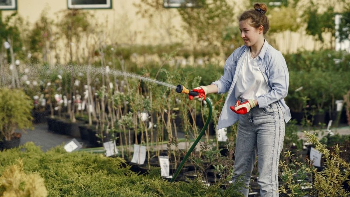 Watering a young fruit tree slowly with a garden hose at the base