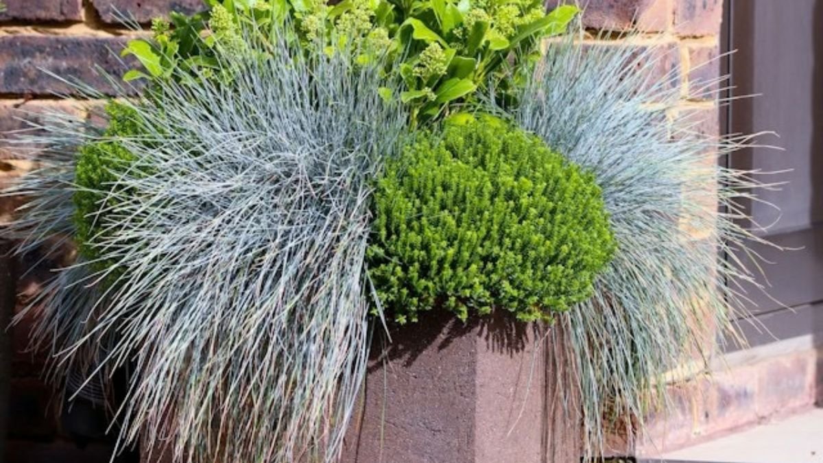 Mixed herbs growing together in one planter