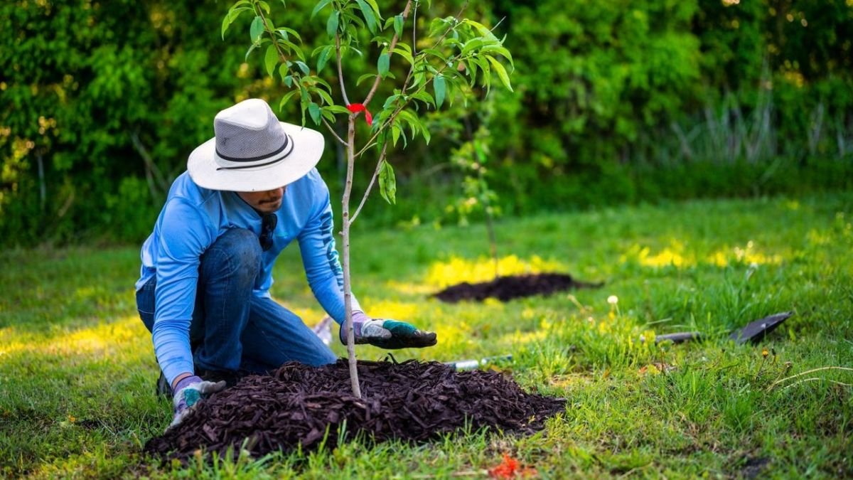 Mulch ring around the base of a tree with space left around the trunk