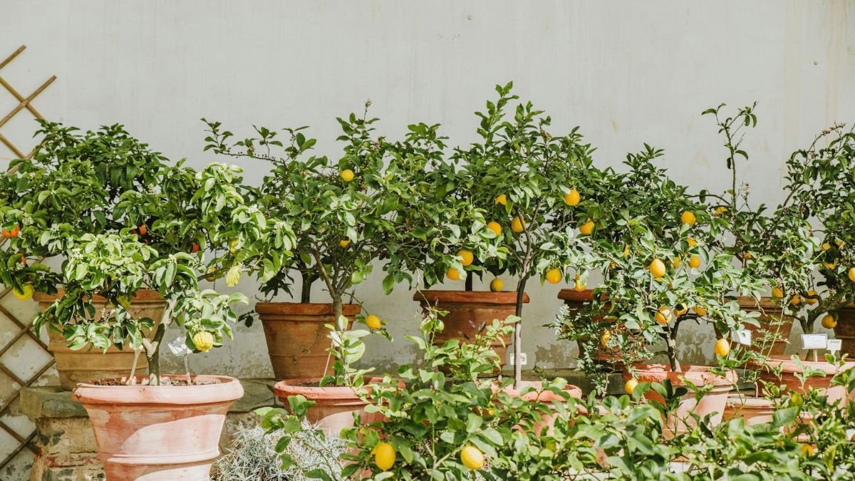 Lemon tree growing in a large pot on a patio