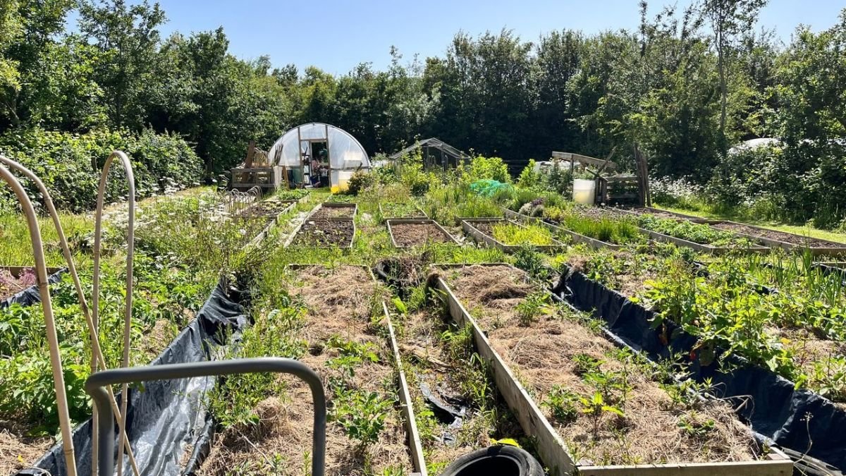 Healthy raised bed vegetable garden showing multiple vegetables planted with proper spacing