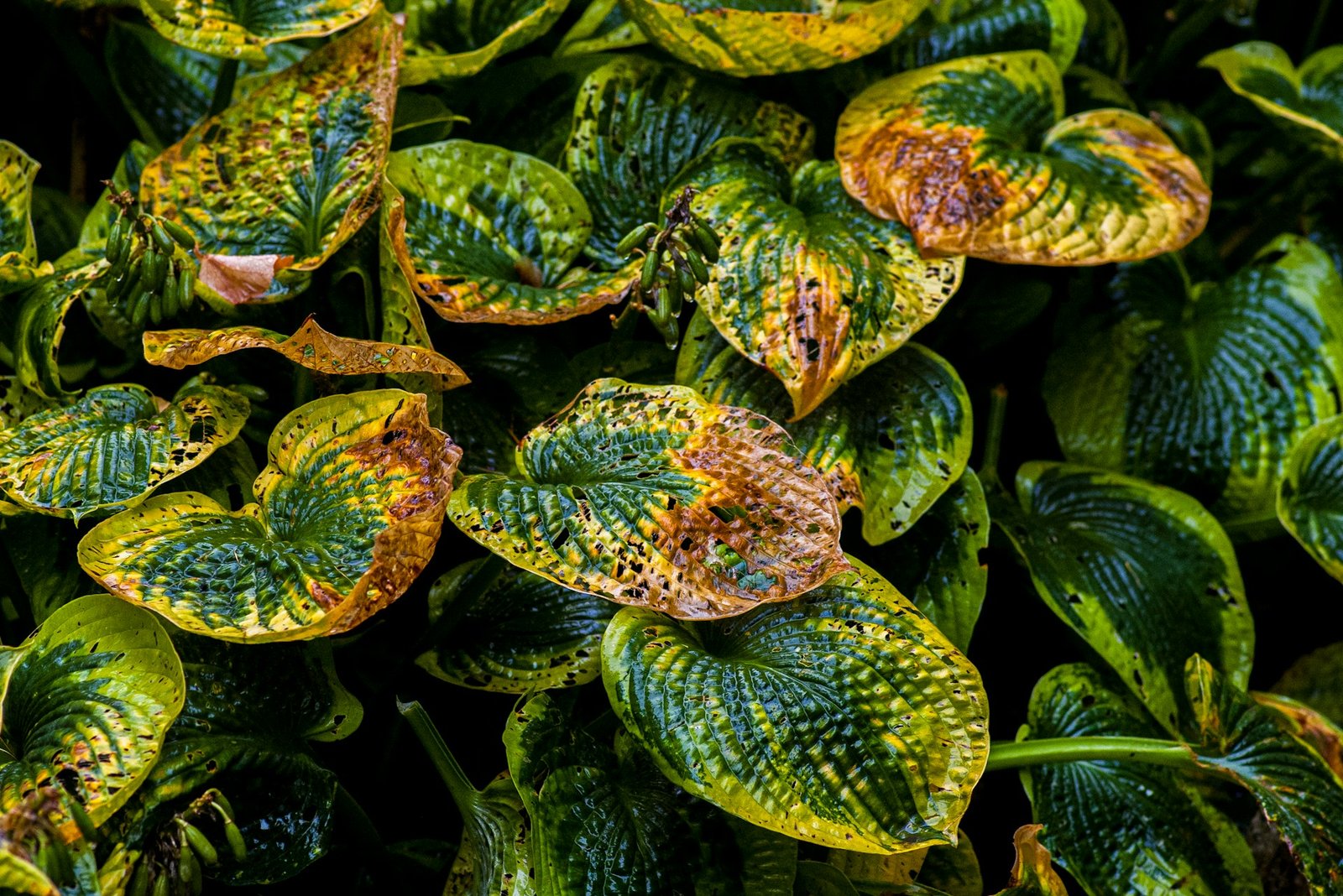 Rose leaf showing chlorosis with yellow tissue and green veins from nutrient deficiency
