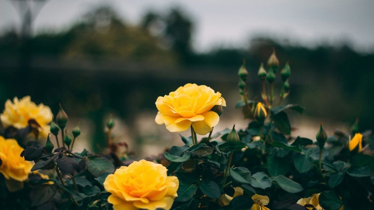 Why Are My Rose Leaves Turning Yellow? 8 Causes & How to Fix Them