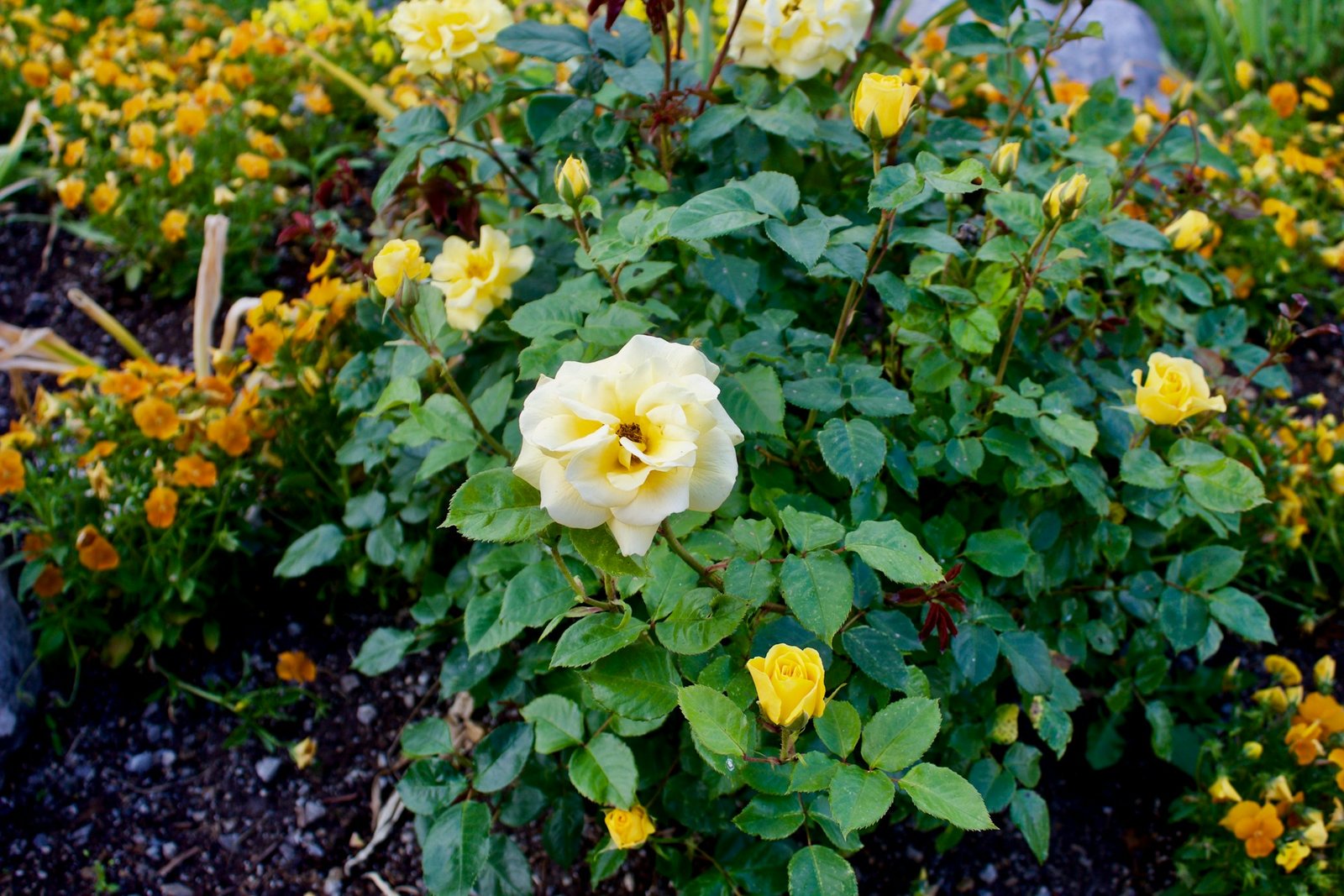 Rose bush leaves turning yellow