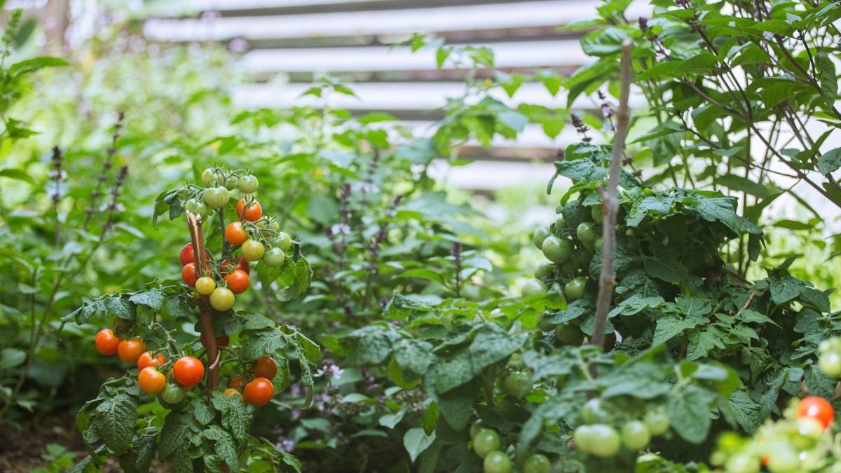 Tomato plants growing next to marigolds as companion plants in a vegetable garden