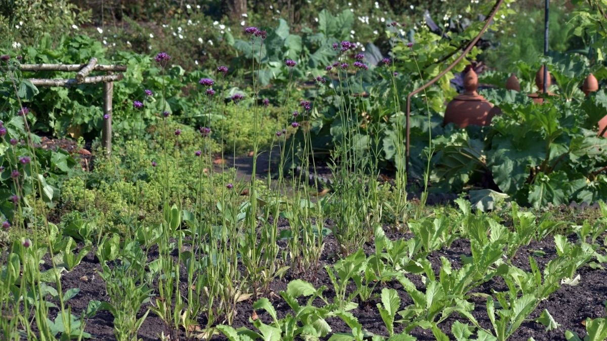 Close up of a well-spaced healthy vegetable garden bed with compatible plants growing together