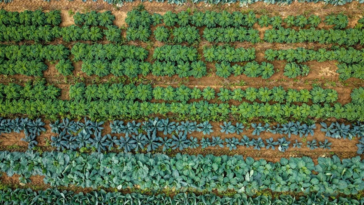 Vegetable garden rows showing correct plant spacing between crops