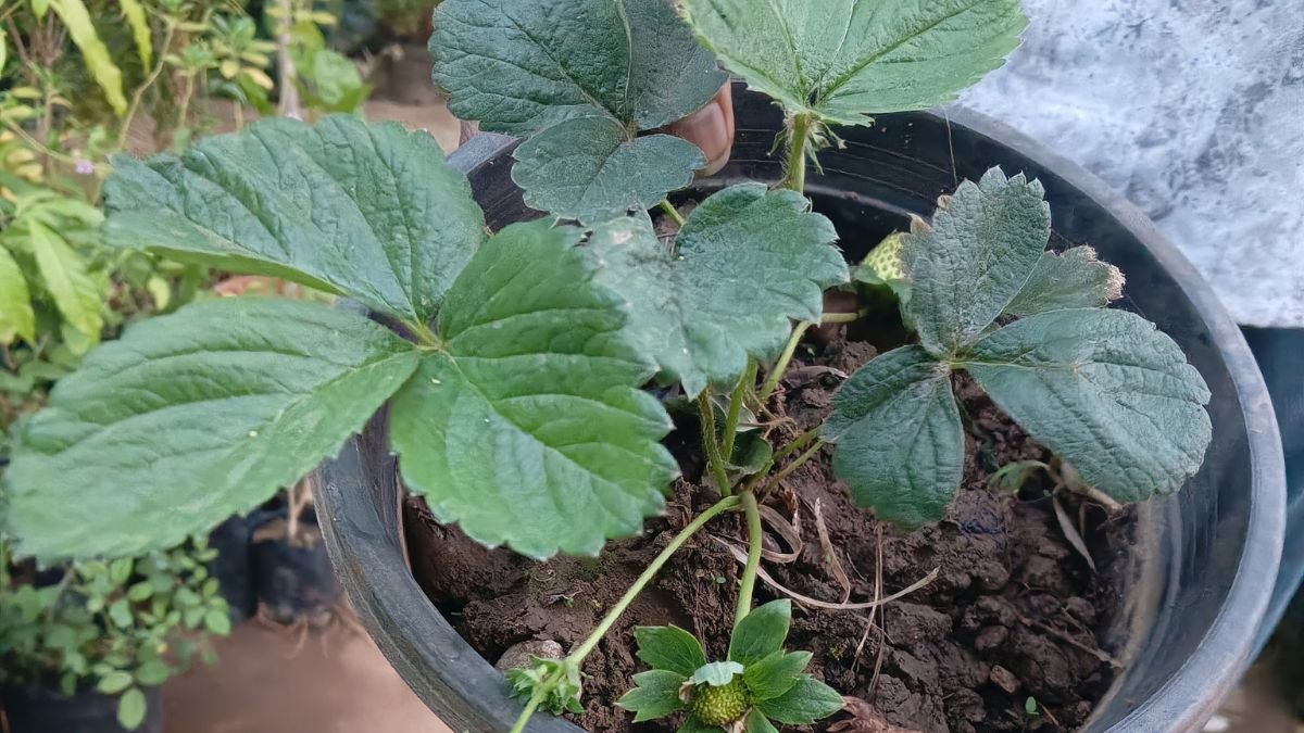 Strawberry plant growing in a pot with green leaves