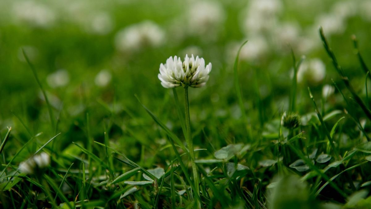 How to get rid of clover in lawn: green lawn with white clover patches