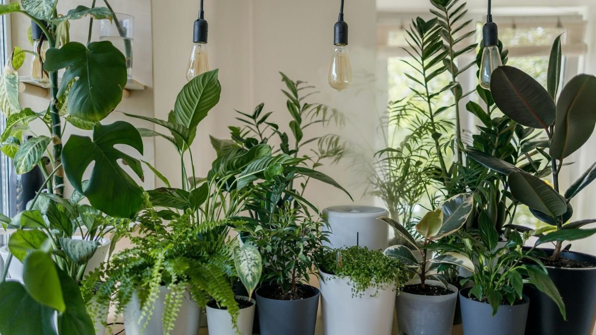 Easy indoor plants for beginners arranged indoors