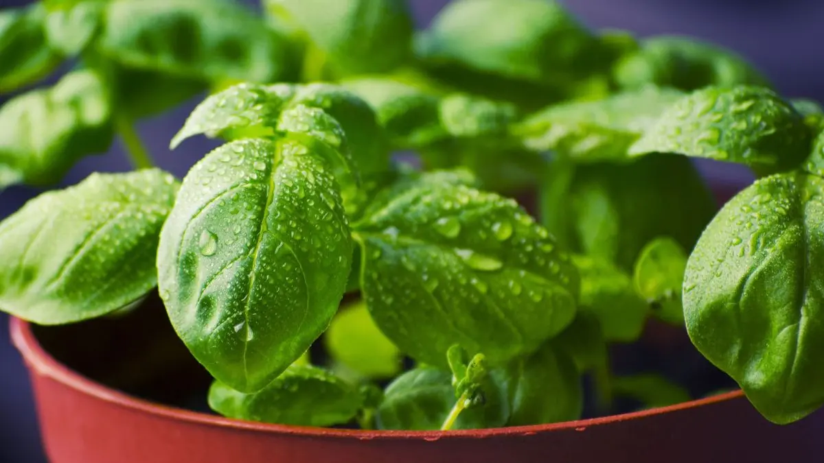 Basil seedlings growing in a small pot