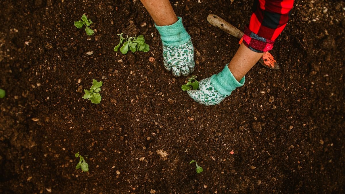 How to Amend Clay Soil: Simple Fixes That Actually Work