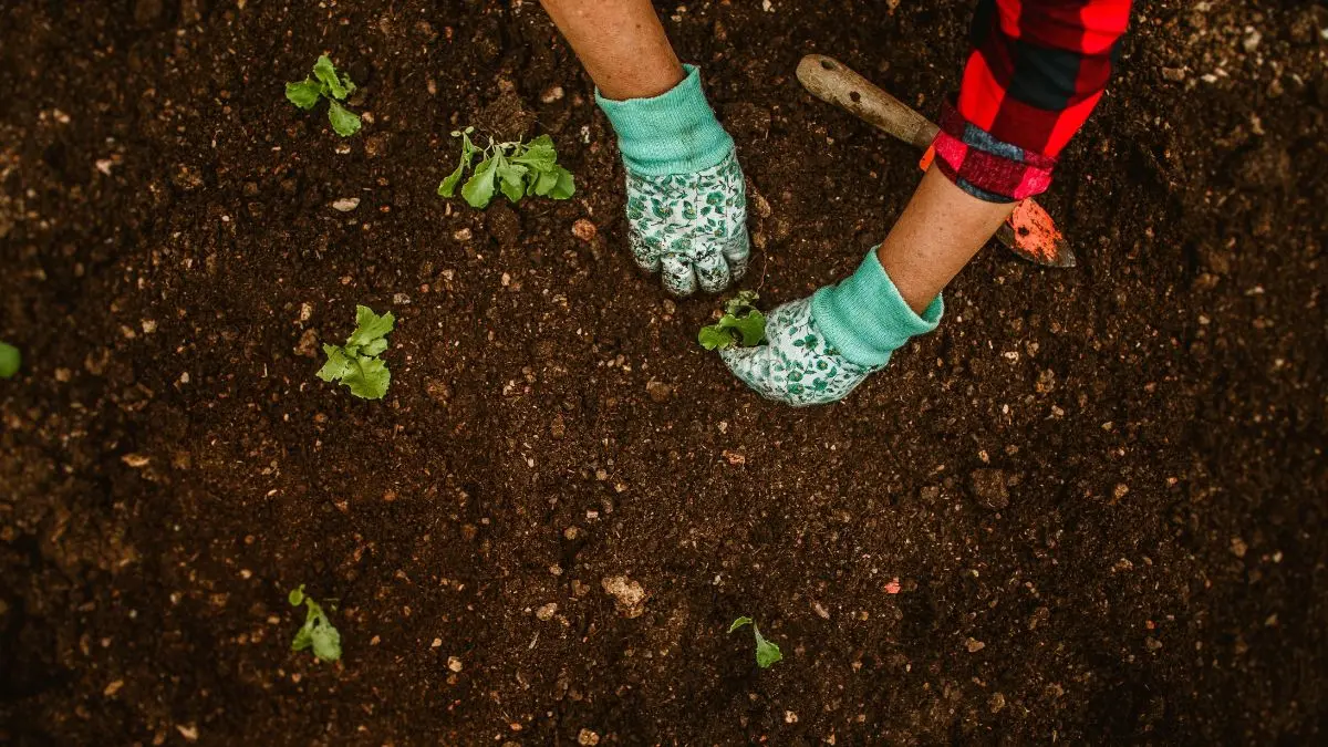 How to Amend Clay Soil: Simple Fixes That Actually Work