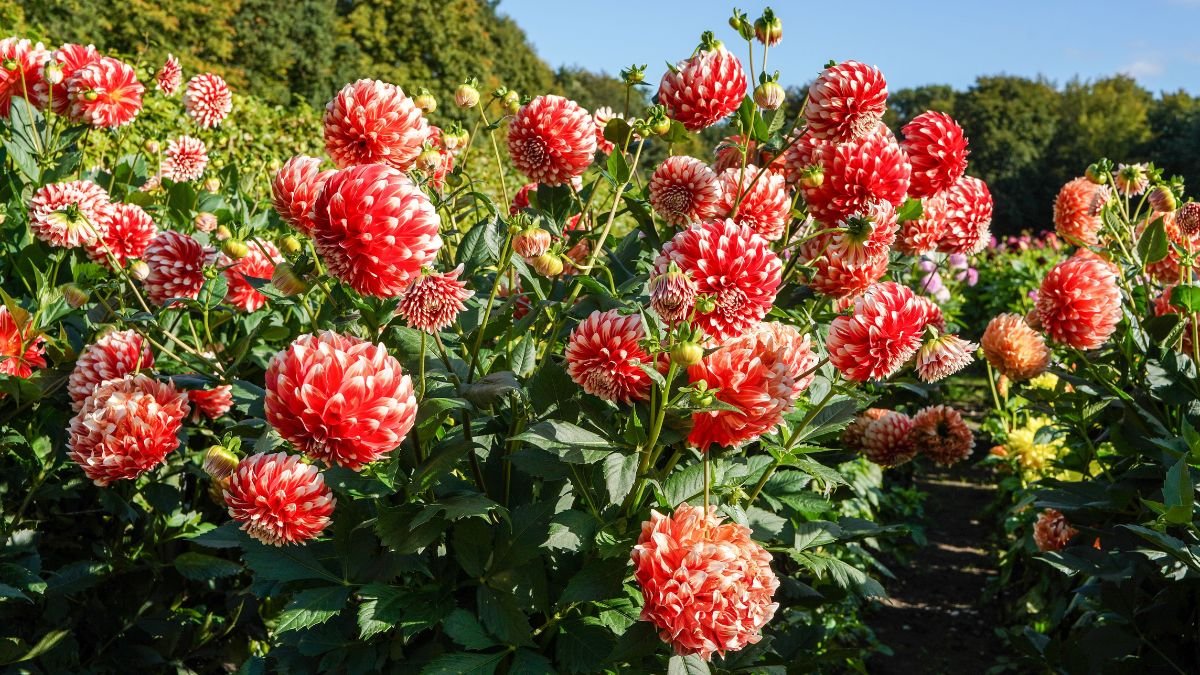 Colorful dahlias flowering in a garden before winter tuber storage