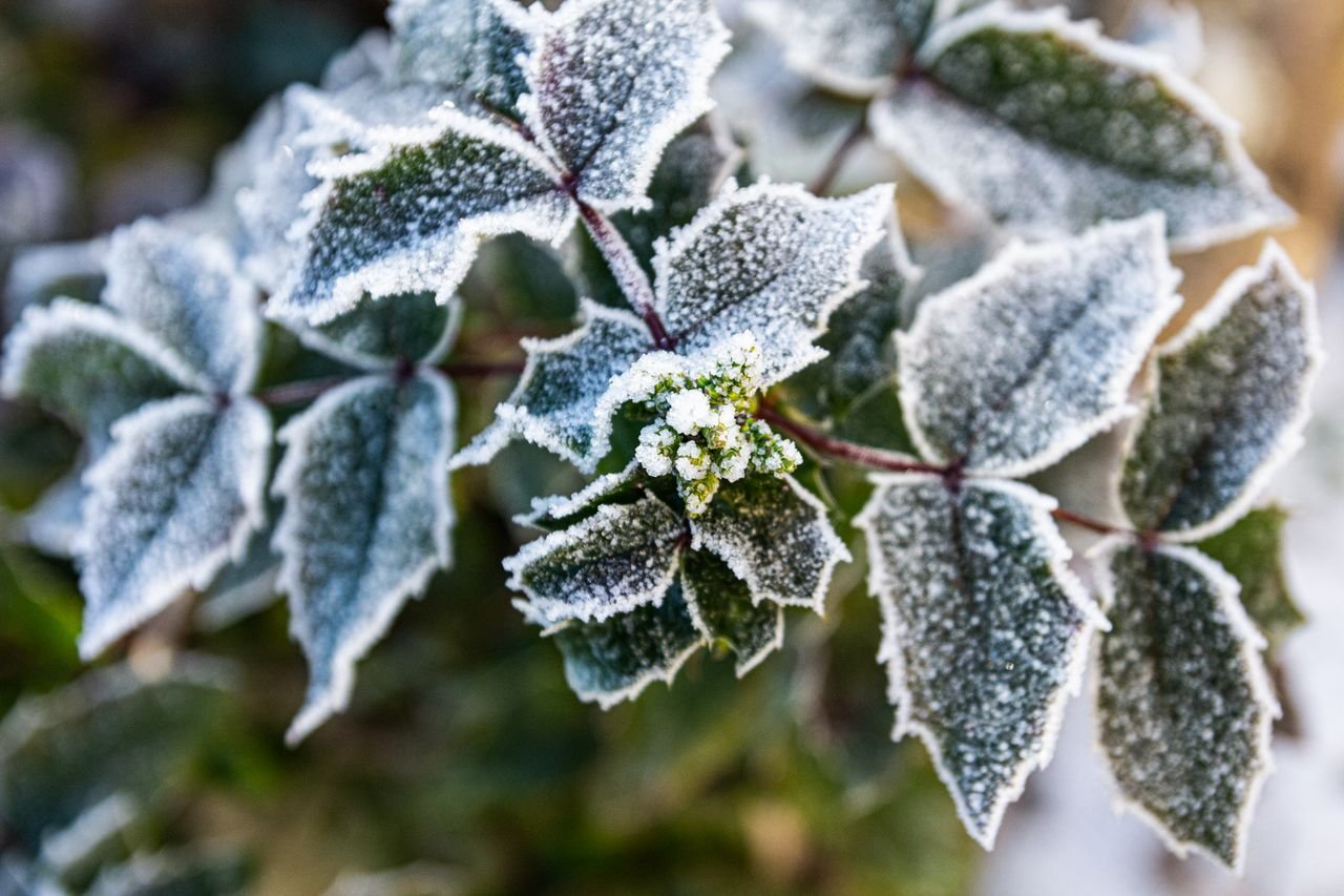Frost covering green plants in a garden bed on a cold autumn morning
