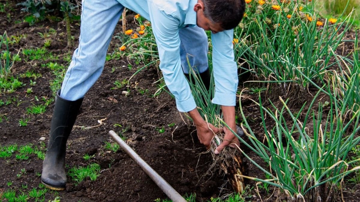 When to Plant Garlic: Best Time by Region + How to Plant It for Big Bulbs