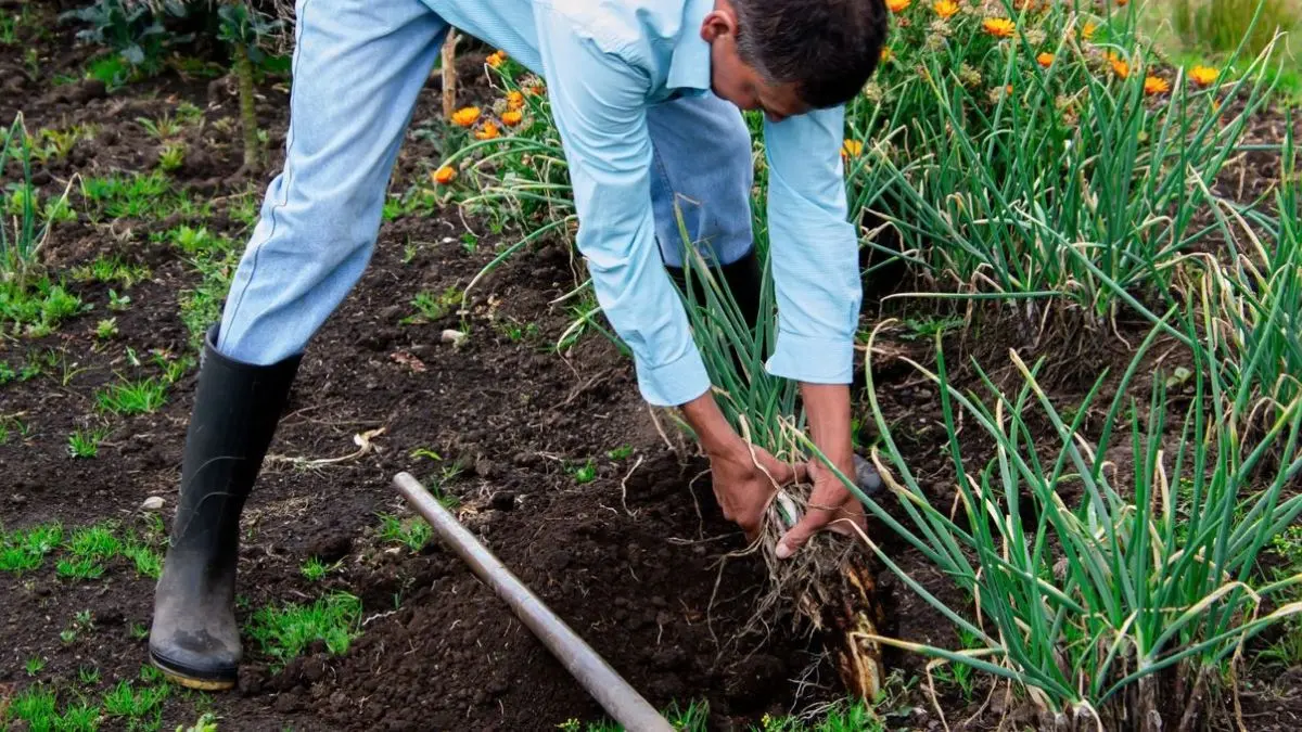 When to Plant Garlic: Best Time by Region + How to Plant It for Big Bulbs