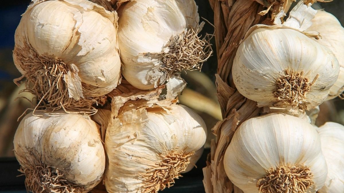 Whole garlic bulbs ready for planting