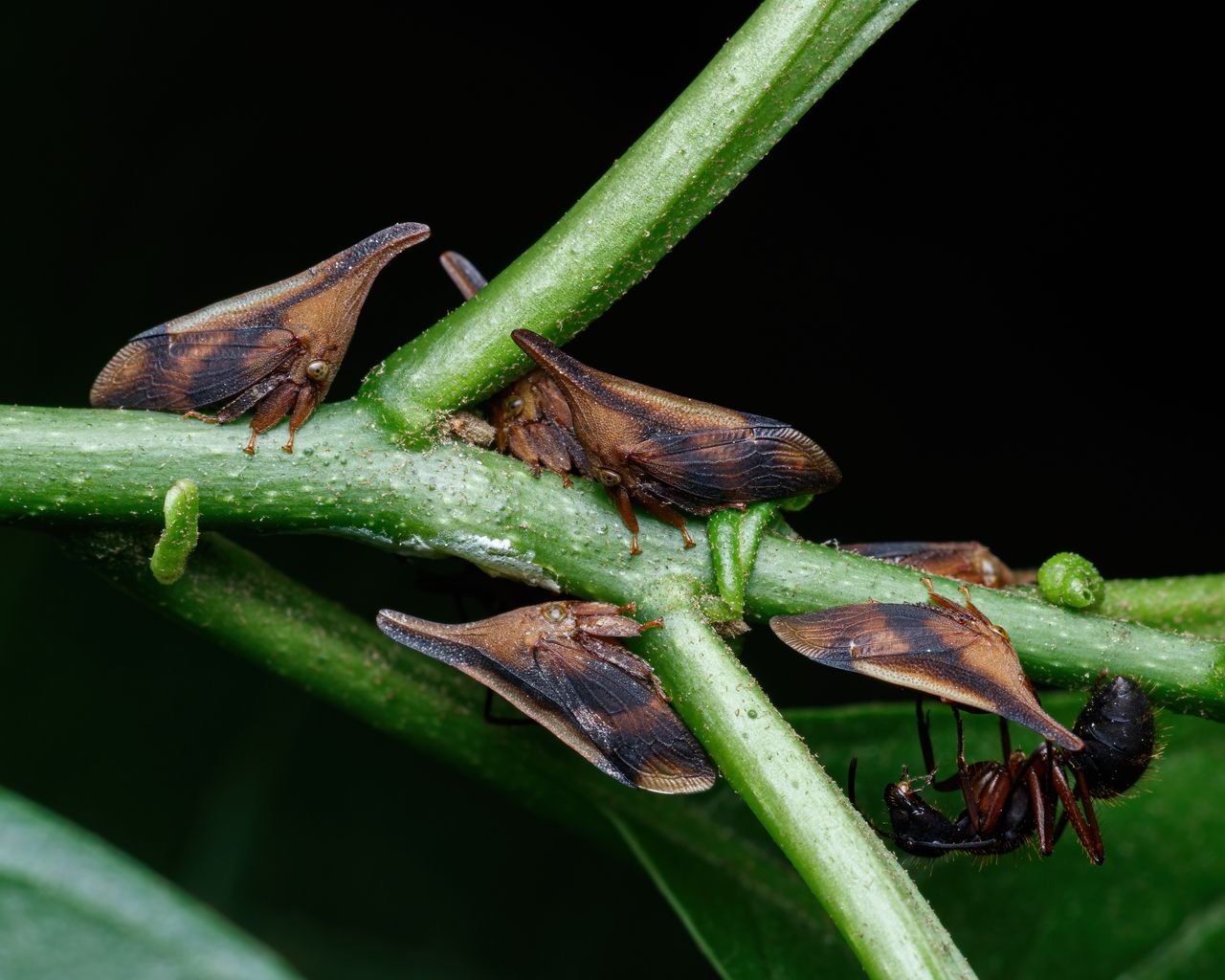 Green aphids clustered on a plant stem