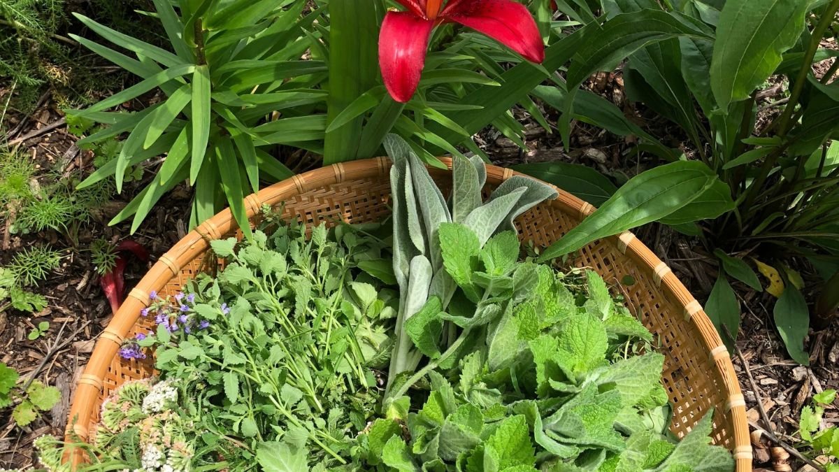 Fresh garden herbs in a basket, ready to prepare for drying