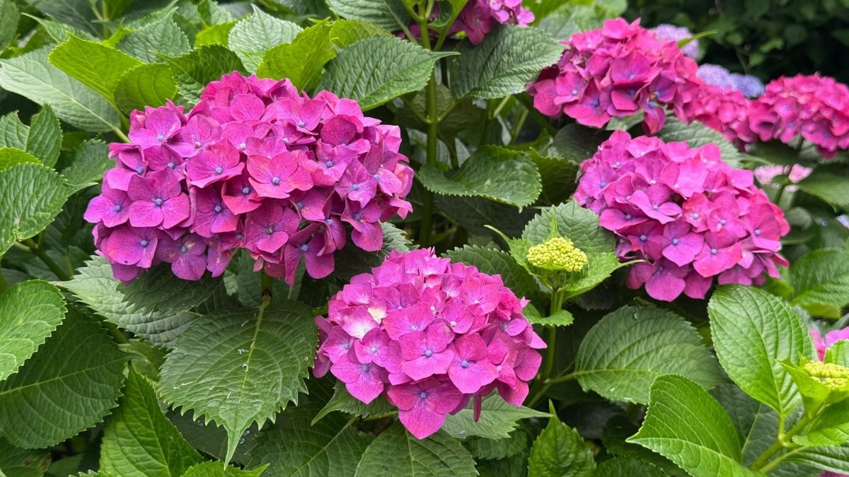 Hydrangea bush in bloom growing in soft dappled shade