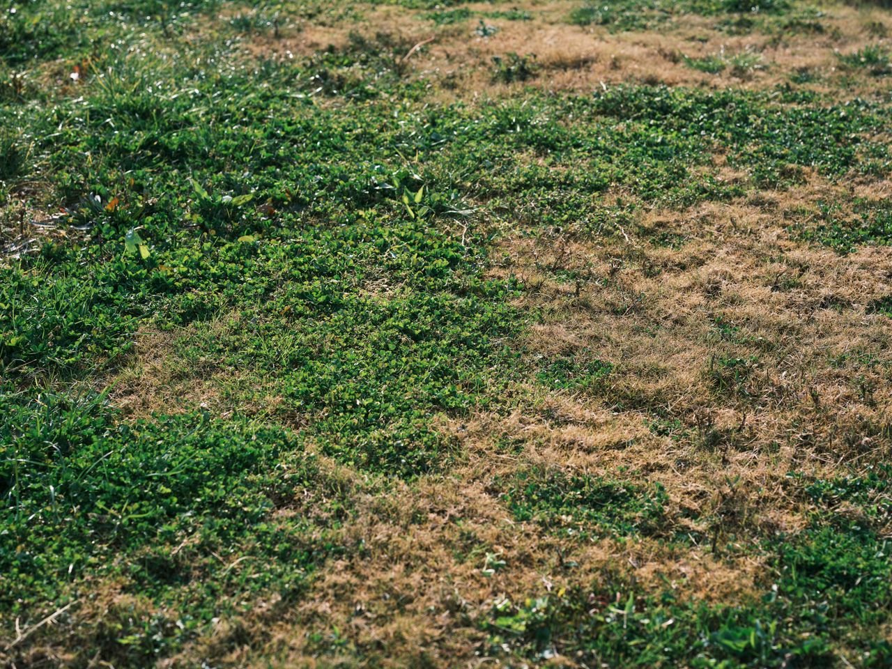 Patchy lawn with thin grass and bare spots that needs overseeding