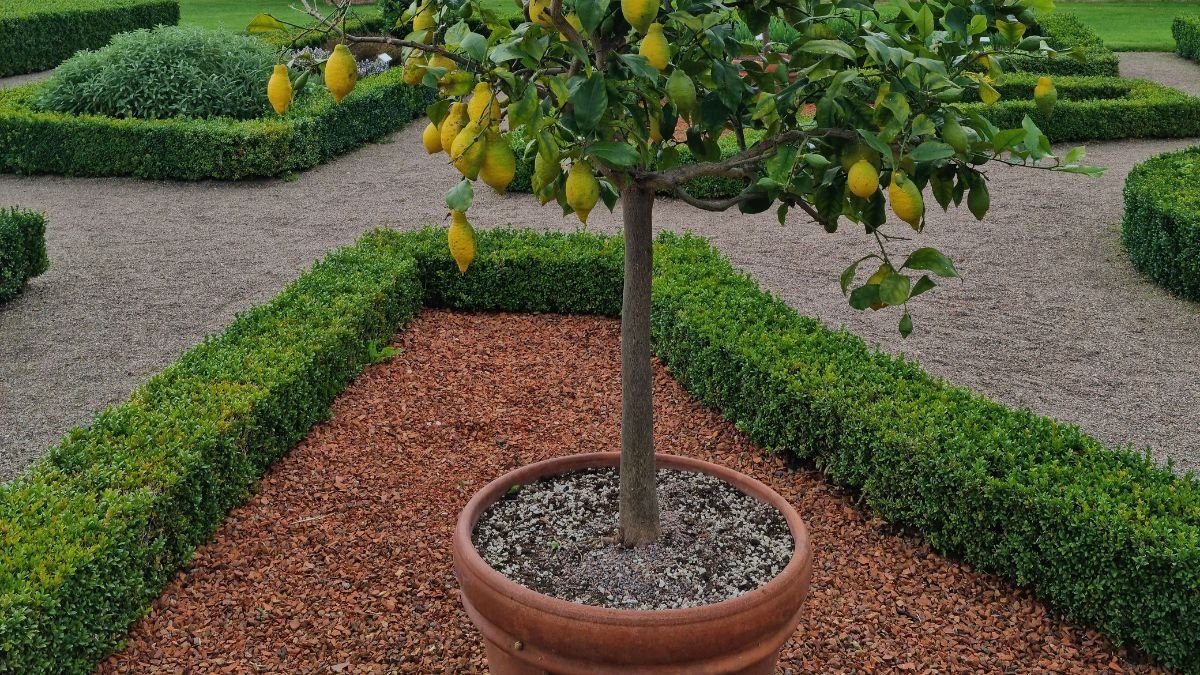 Potted lemon tree growing on a sunny patio