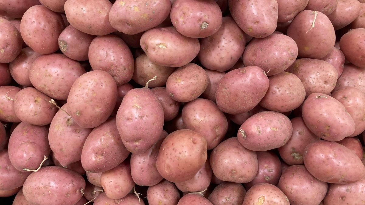 Seed potatoes with short sprouts ready for planting