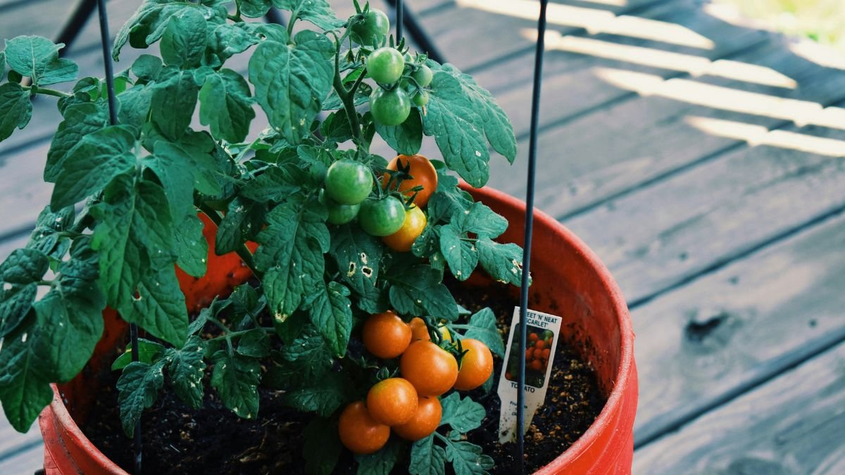 Tomato plant growing in a large container