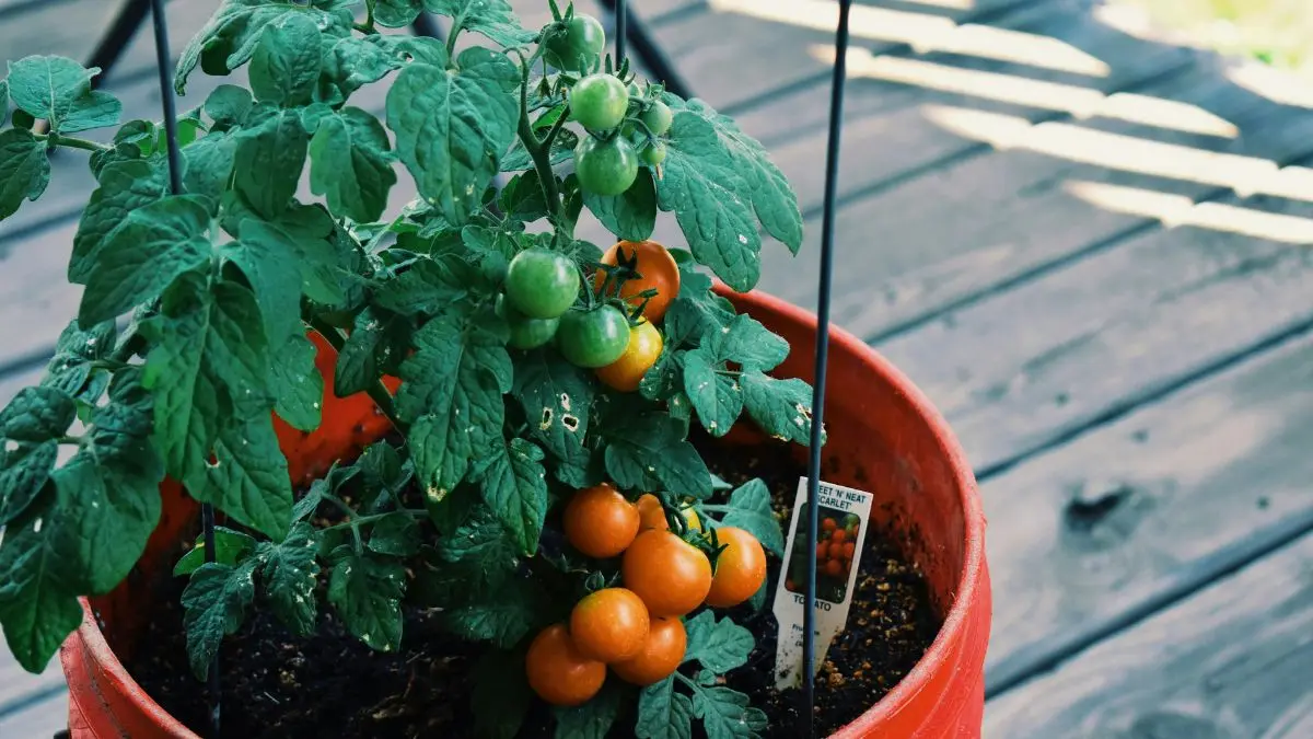 Tomato plant growing in a large container