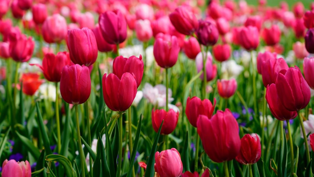 Tulip bulbs ready for fall planting