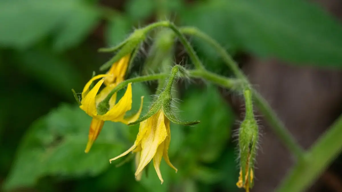 Close-up of yellow tomato flowers on a green tomato plant