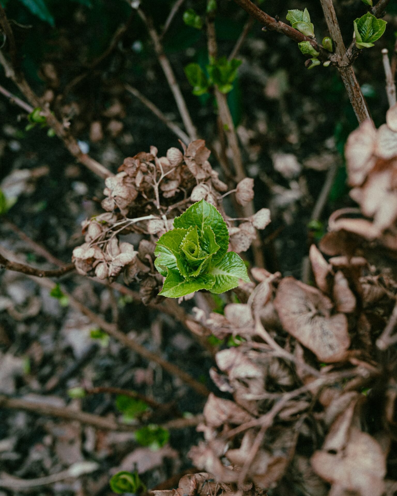 Damaged plant producing healthy new growth after cold weather