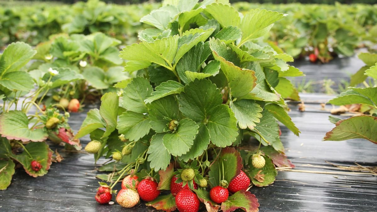 Strawberry plants growing with developing fruit