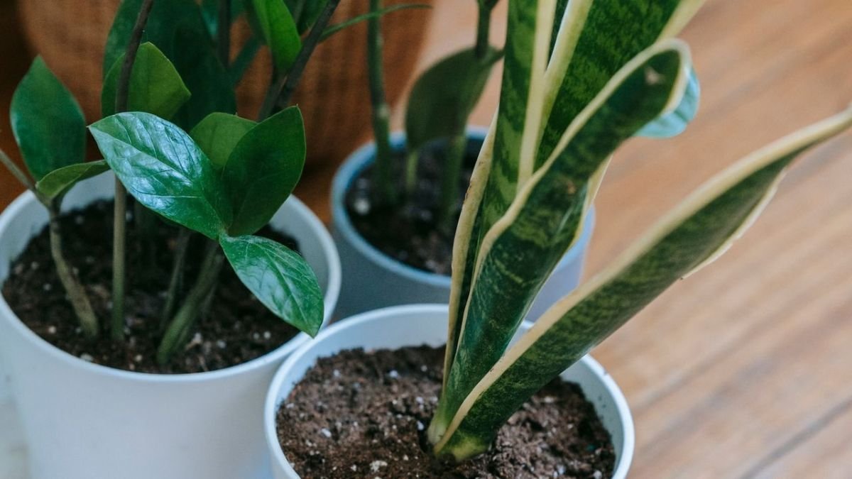 Snake plant pothos and ZZ plant for beginners