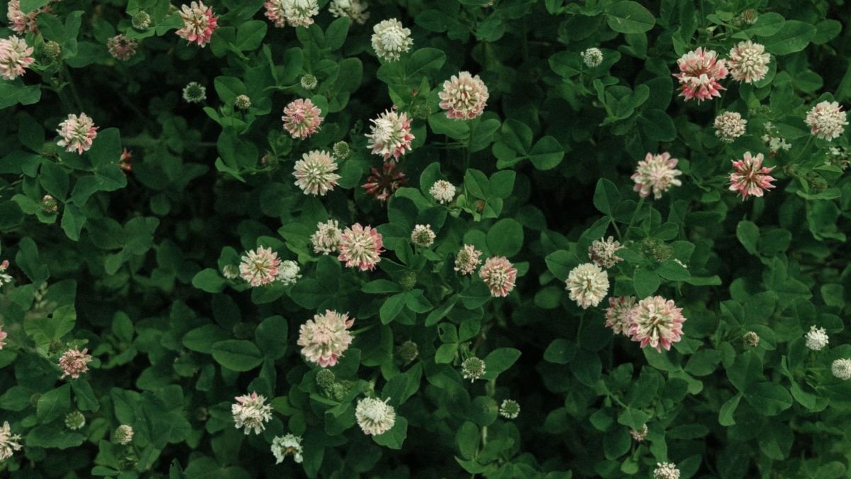 Close-up of white clover leaves and flowers