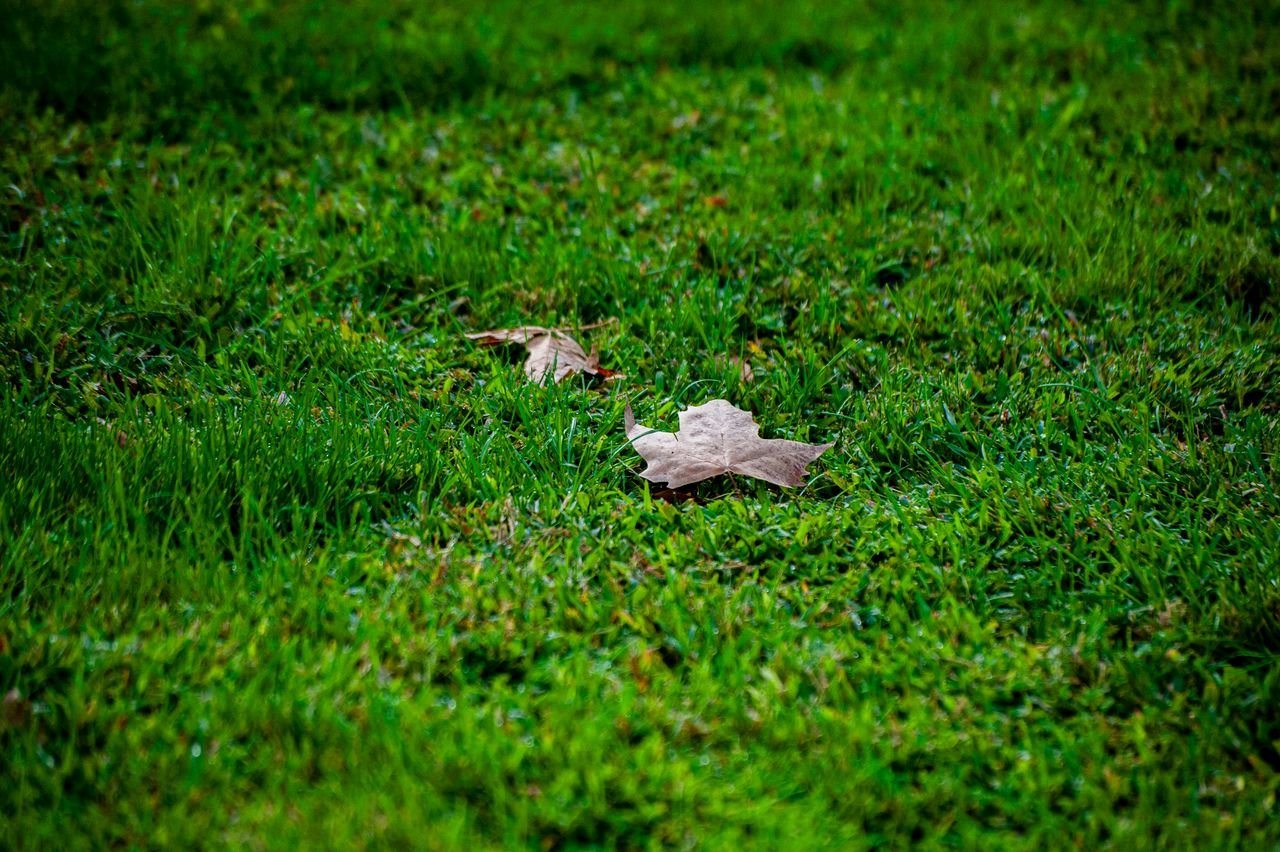 Green autumn lawn in early fall, the best time to overseed cool-season grass
