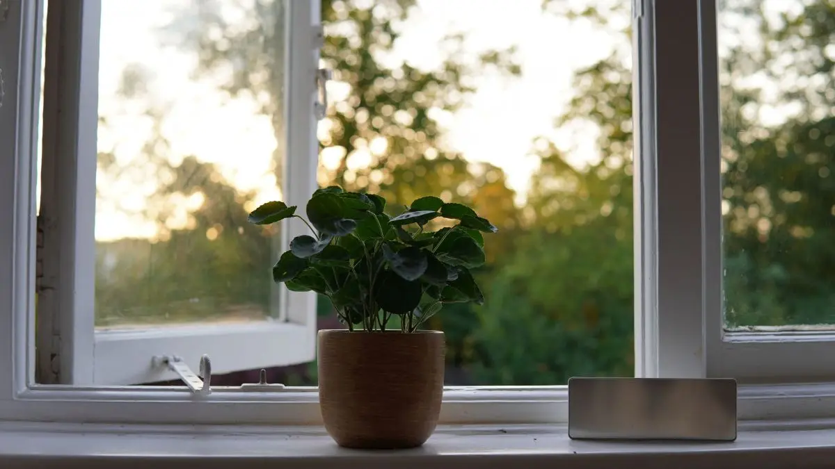Basil plant growing on a sunny windowsill